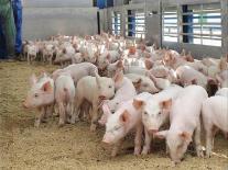Современные технологии по выращиванию свиней