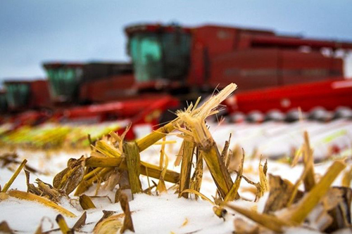 30 января завершилась уборка кукурузы на зерно