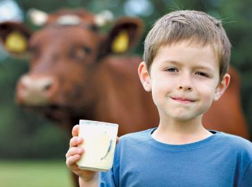 Почему коровье молоко иногда отдает горечью?
