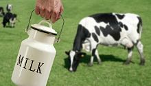 Полезно ли для малыша коровье молоко