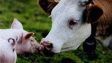 Особенности свиноводства и молочного животноводства