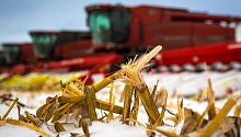 30 января завершилась уборка кукурузы на зерно
